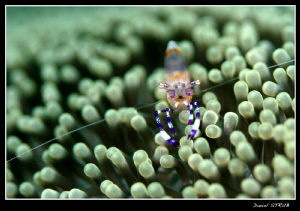 commensal shrimp ;-D by Daniel Strub 